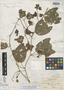 Passiflora urnifolia image
