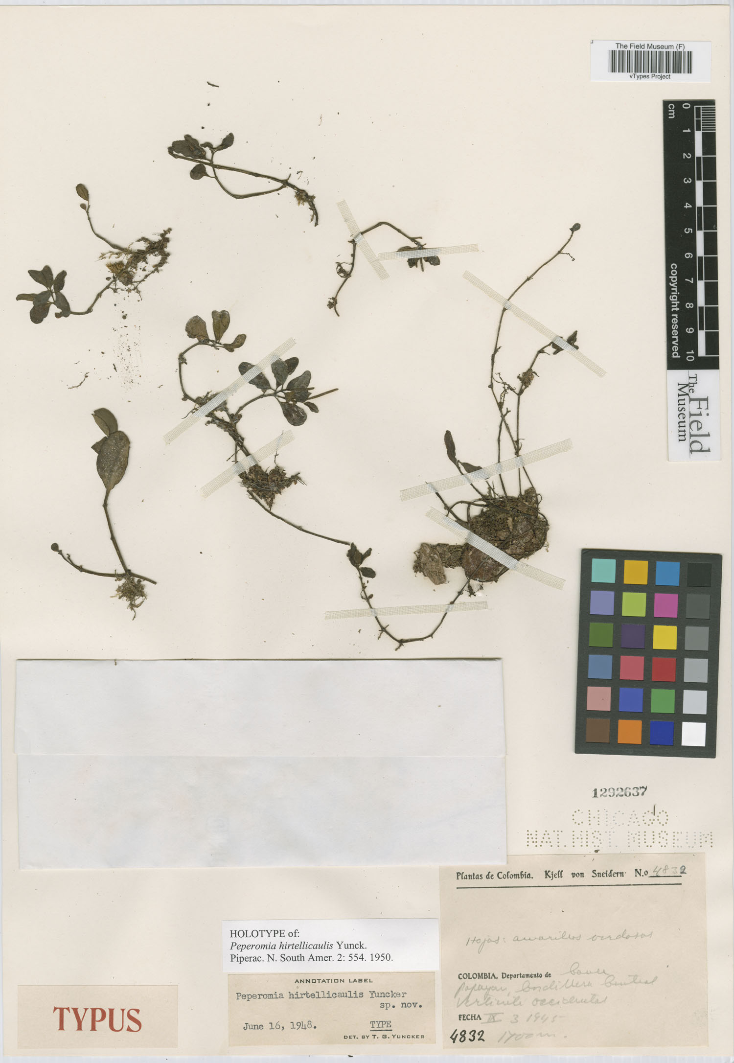 Peperomia hirtellicaulis image
