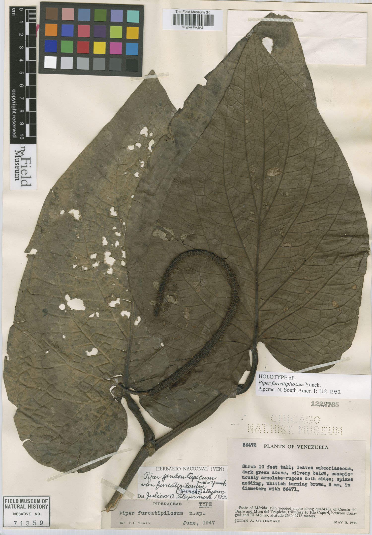 Piper pendentispicum var. furcatipilosum image