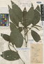 Piper perscabrifolium image