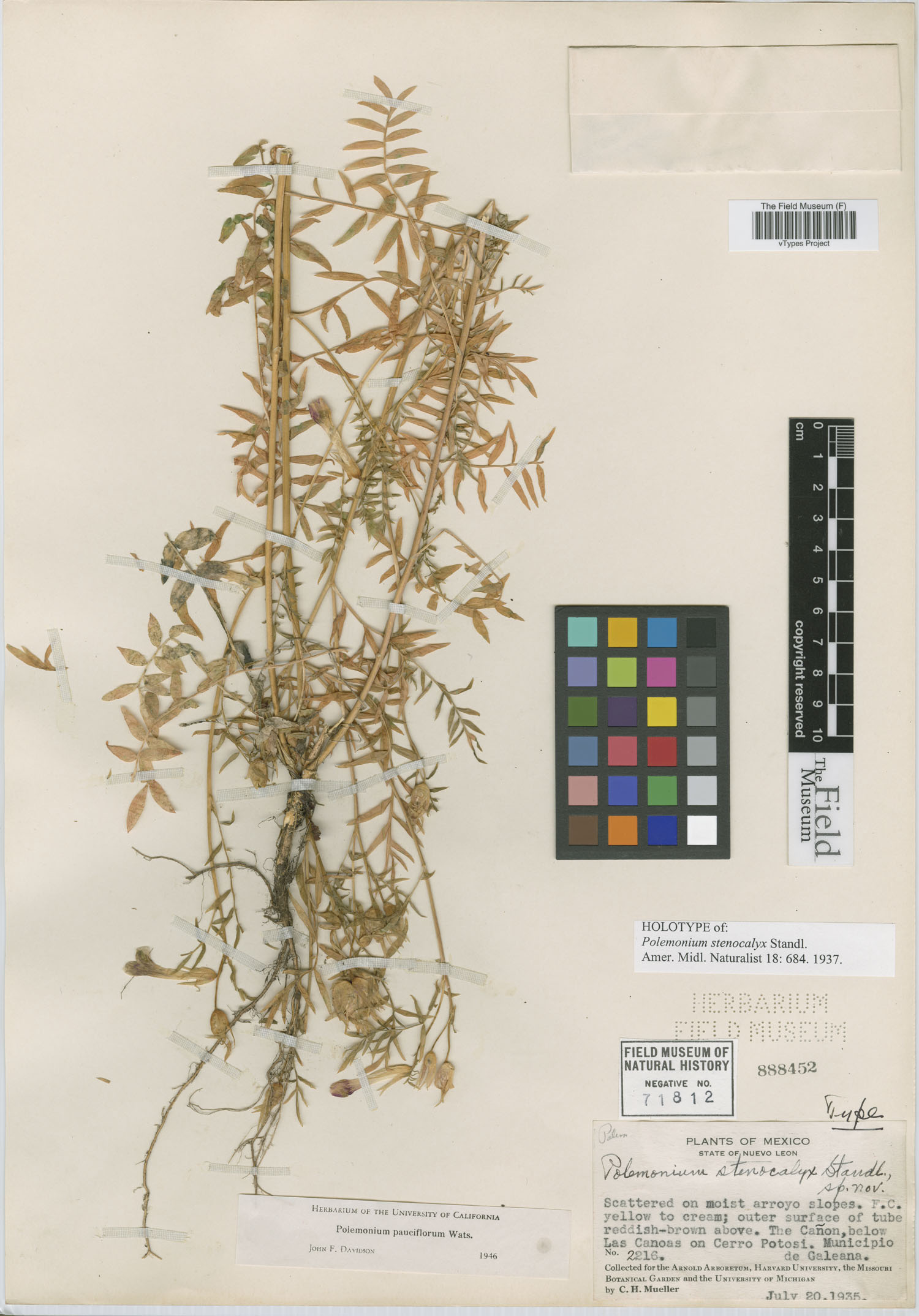 Polemonium pauciflorum subsp. stenocalyx image