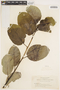 Salix hookeriana image