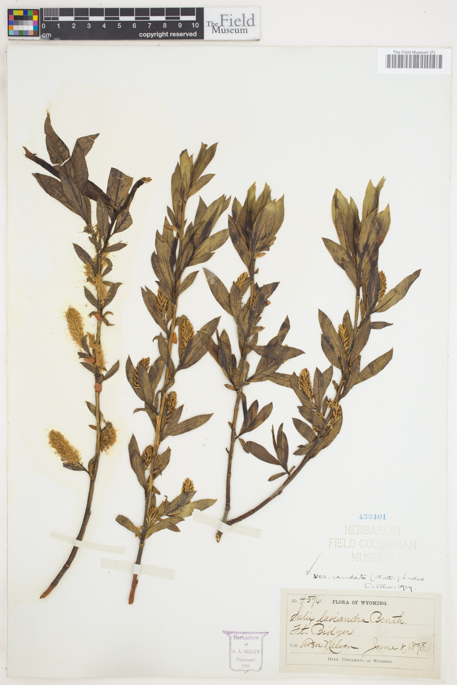 Salix lasiandra var. caudata image