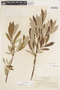 Salix lemmonii image