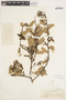 Salix lemmonii image