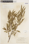 Salix lemmonii image