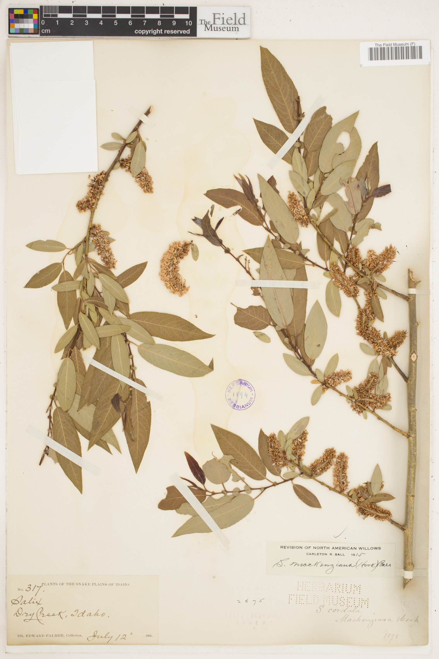 Salix mackenziana image