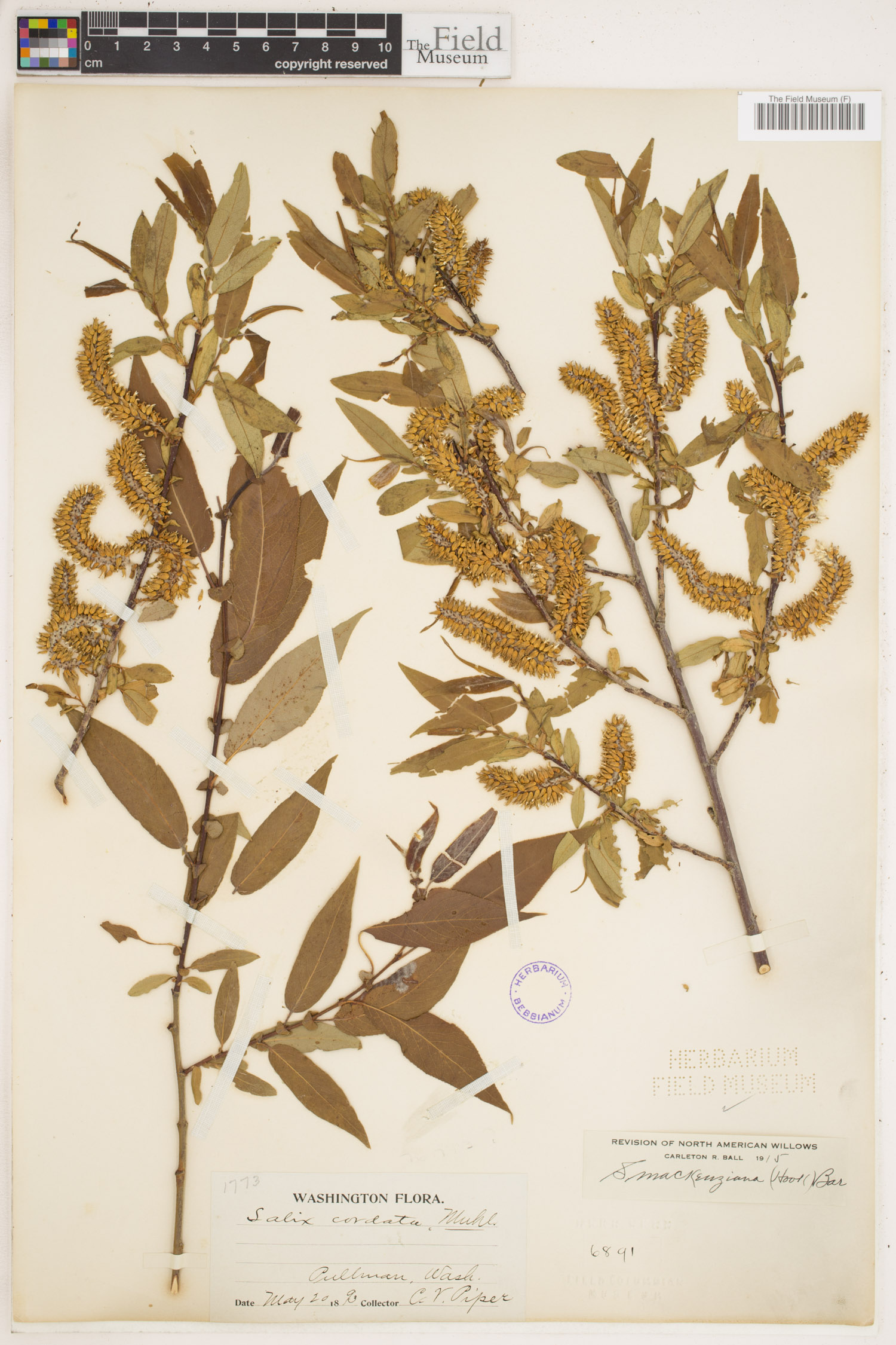 Salix mackenziana image