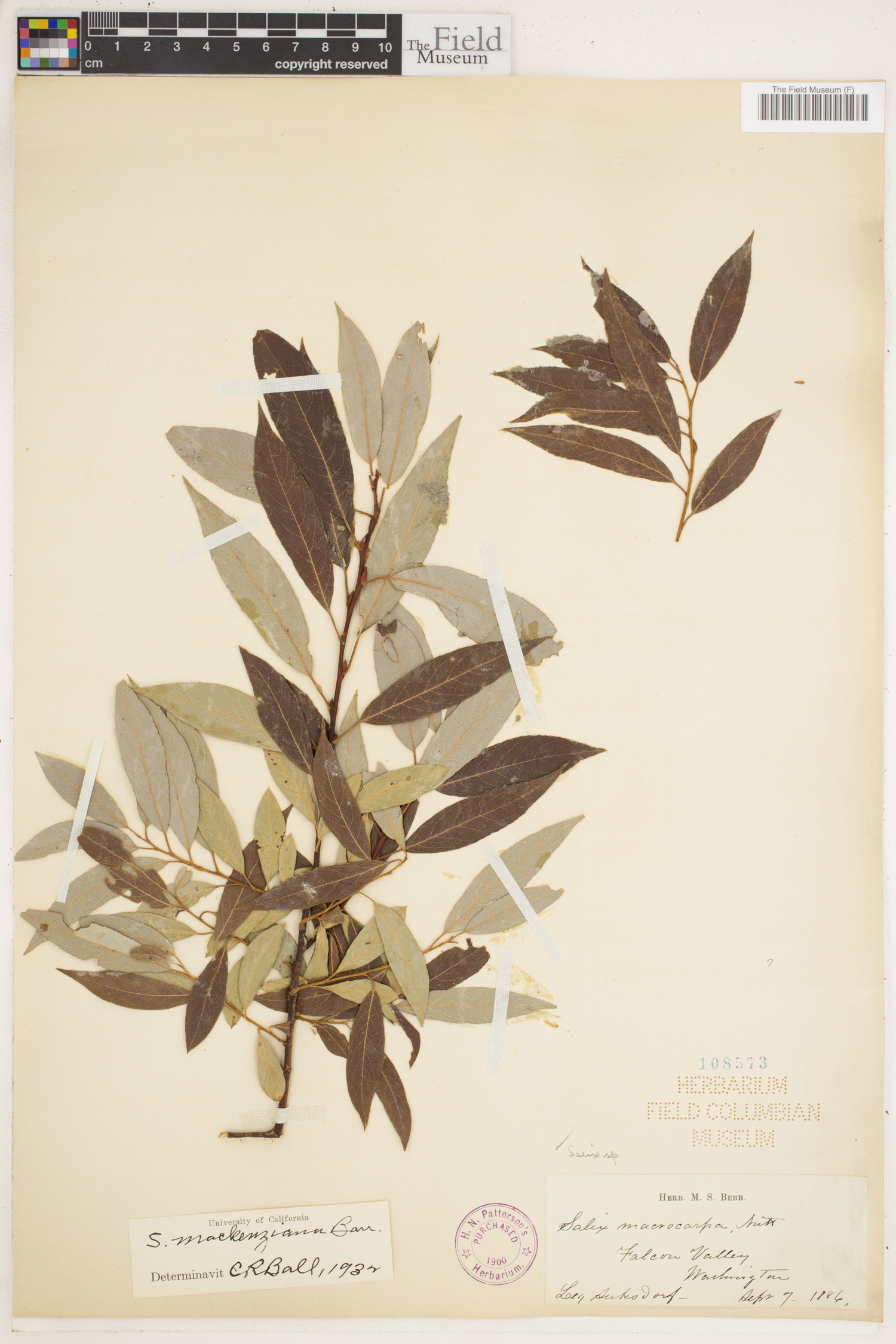 Salix mackenziana image