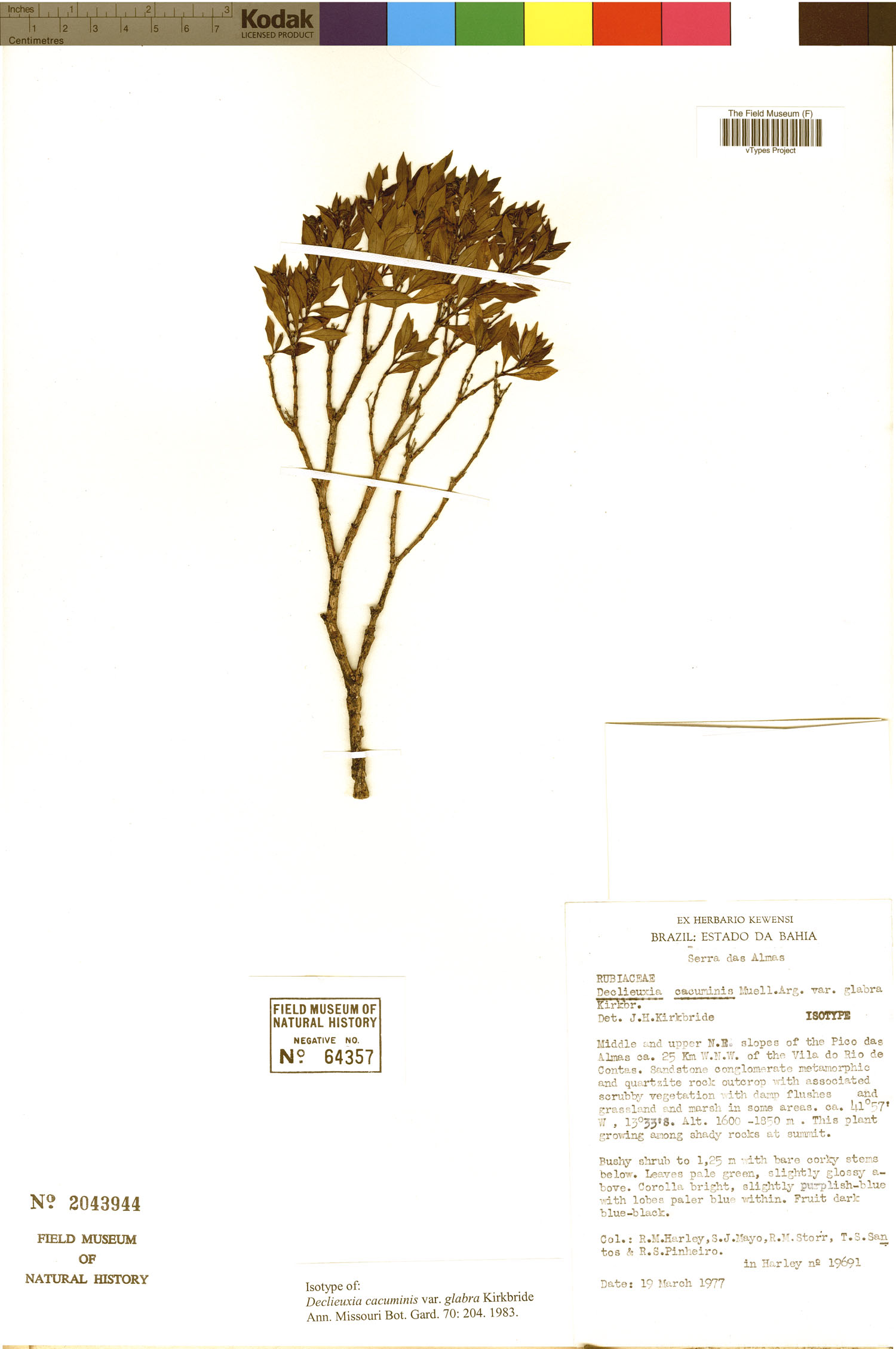 Declieuxia cacuminis var. glabra image
