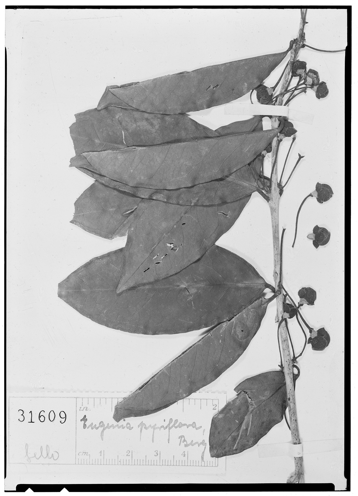Eugenia pyriflora image