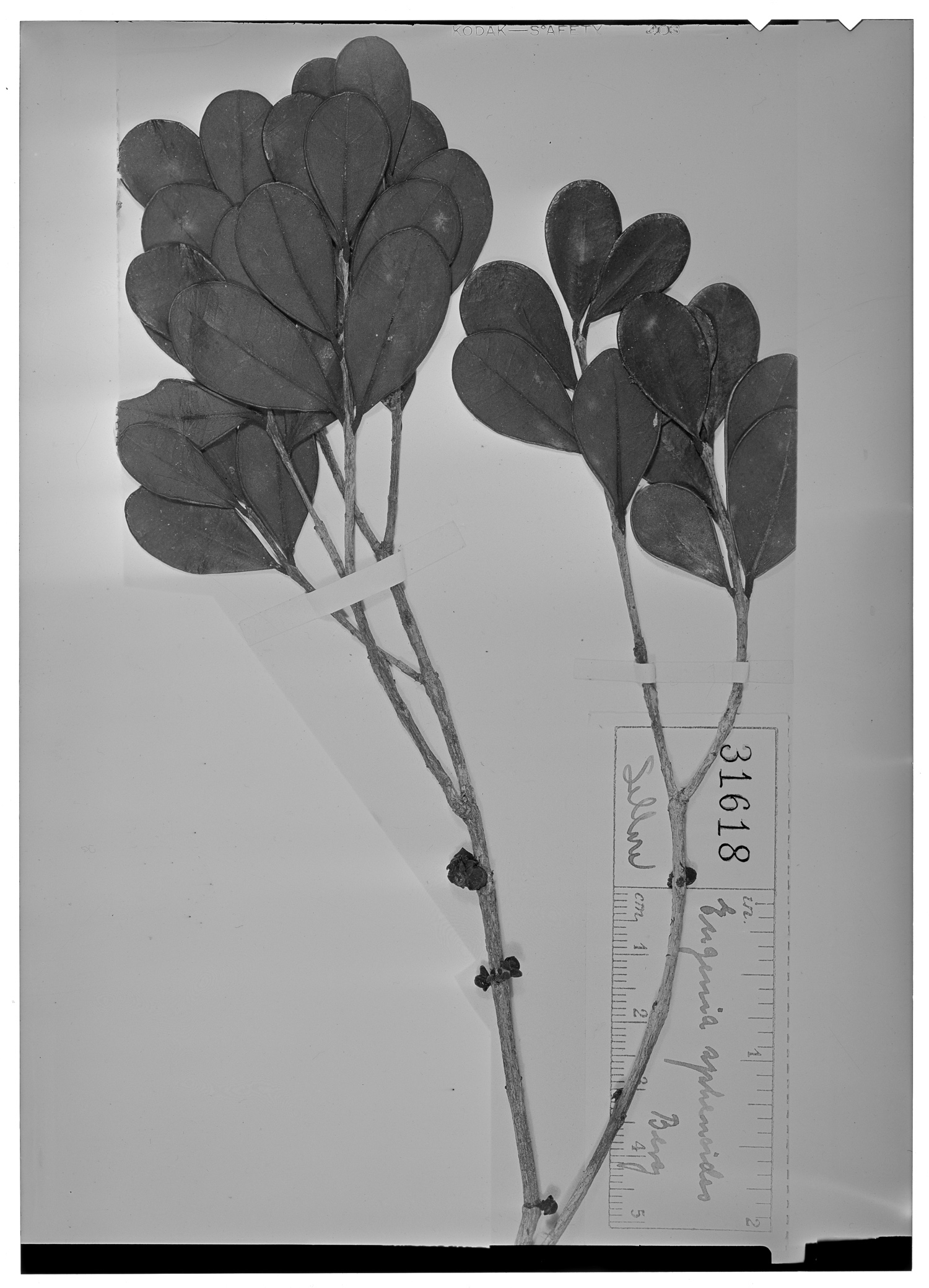Eugenia sphenoides image