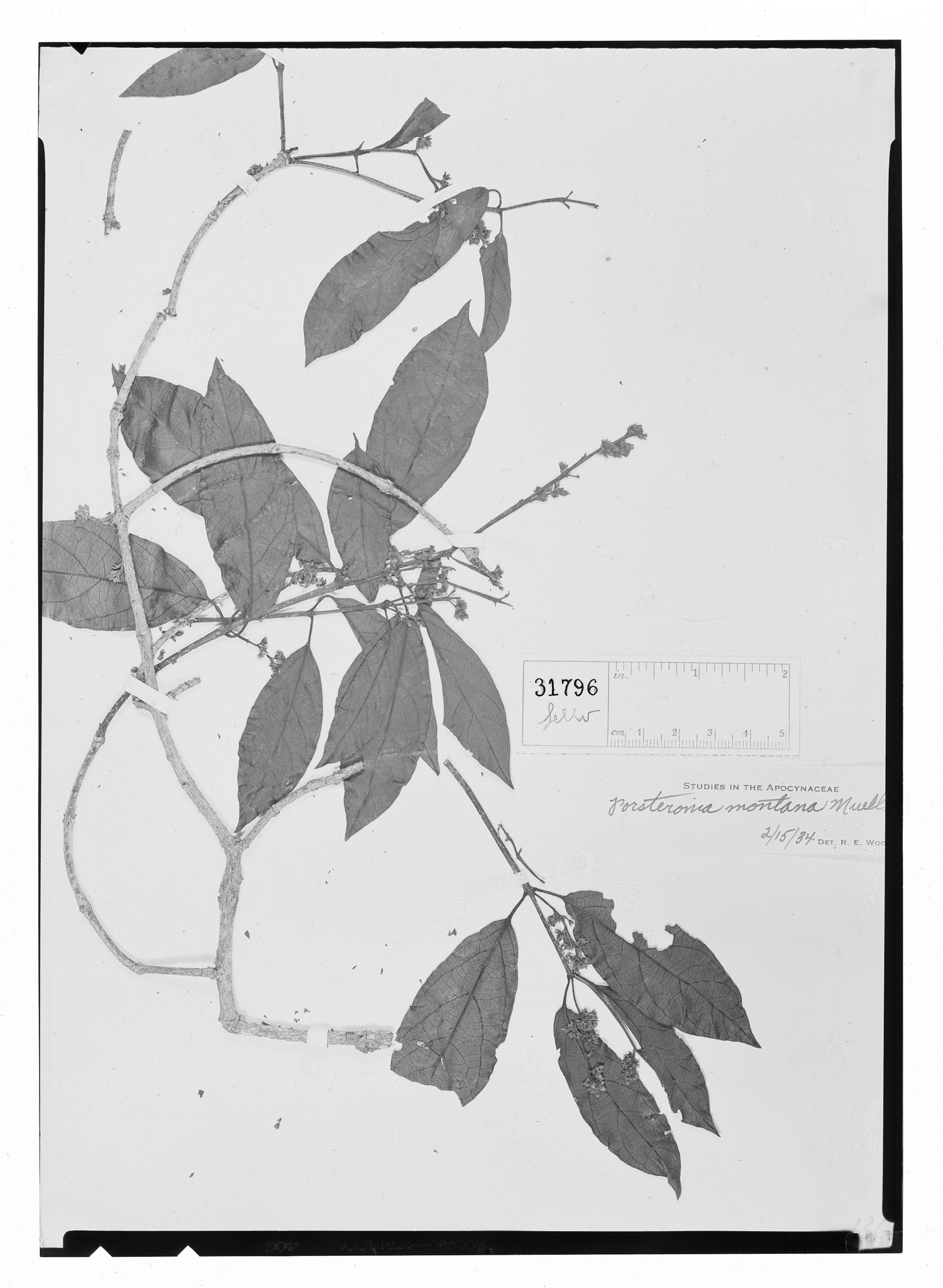 Forsteronia montana image