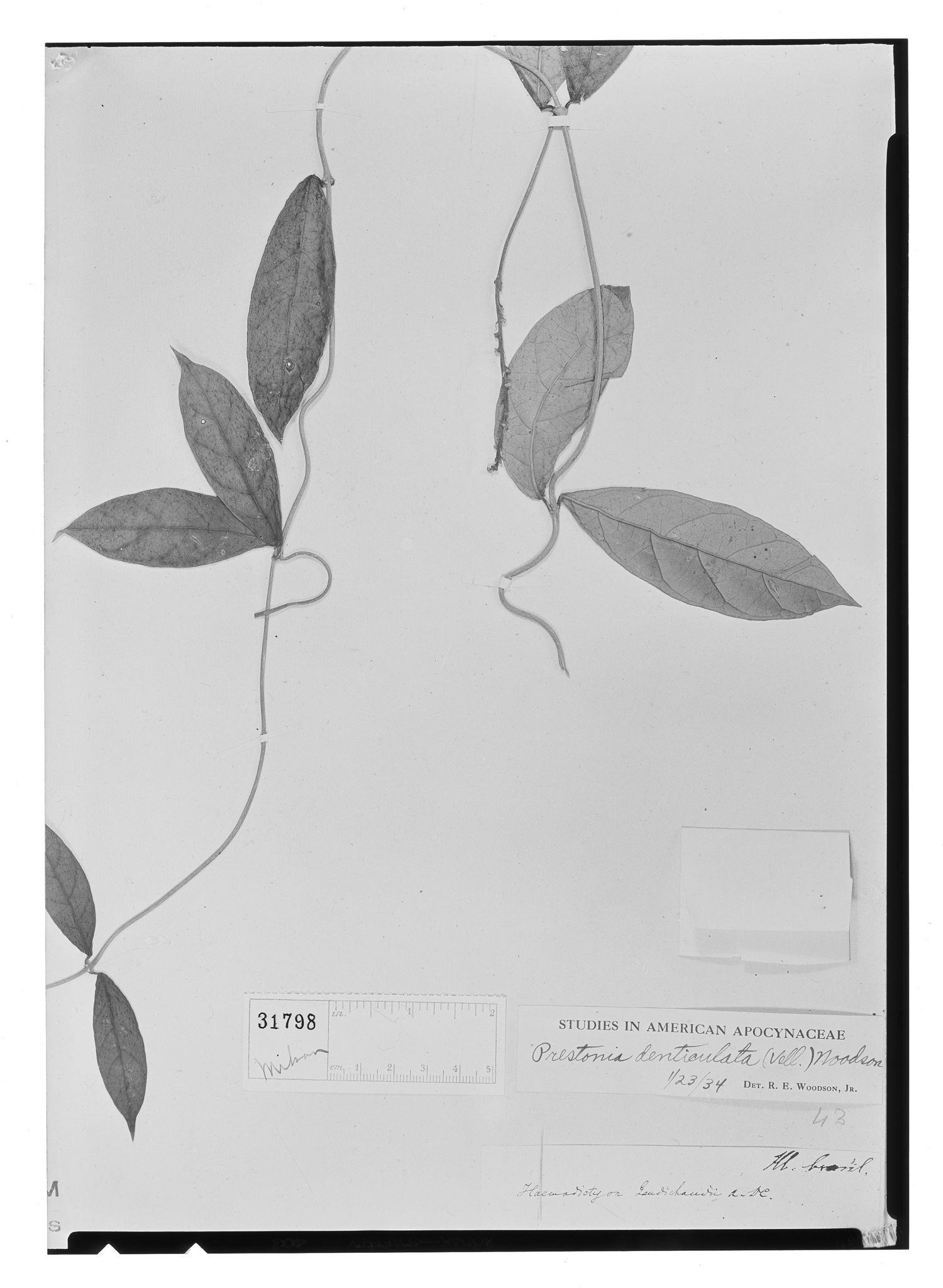Prestonia denticulata image