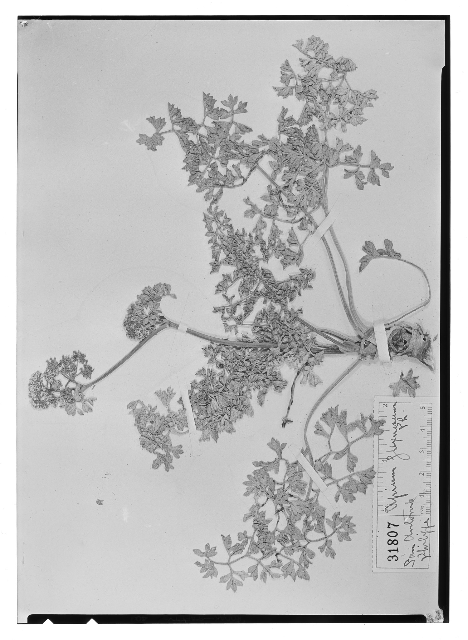 Apium chilense image