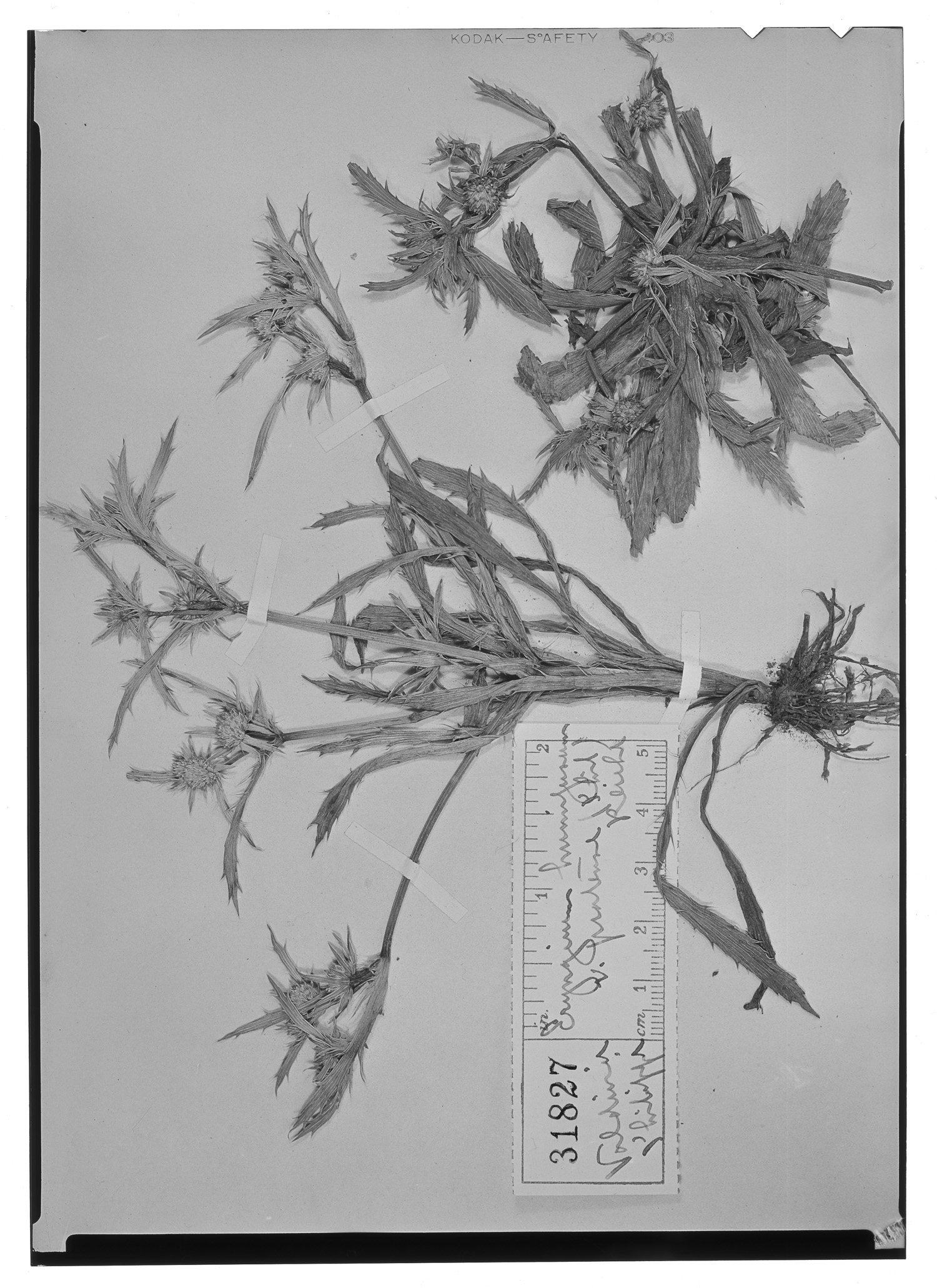 Eryngium humifusum image