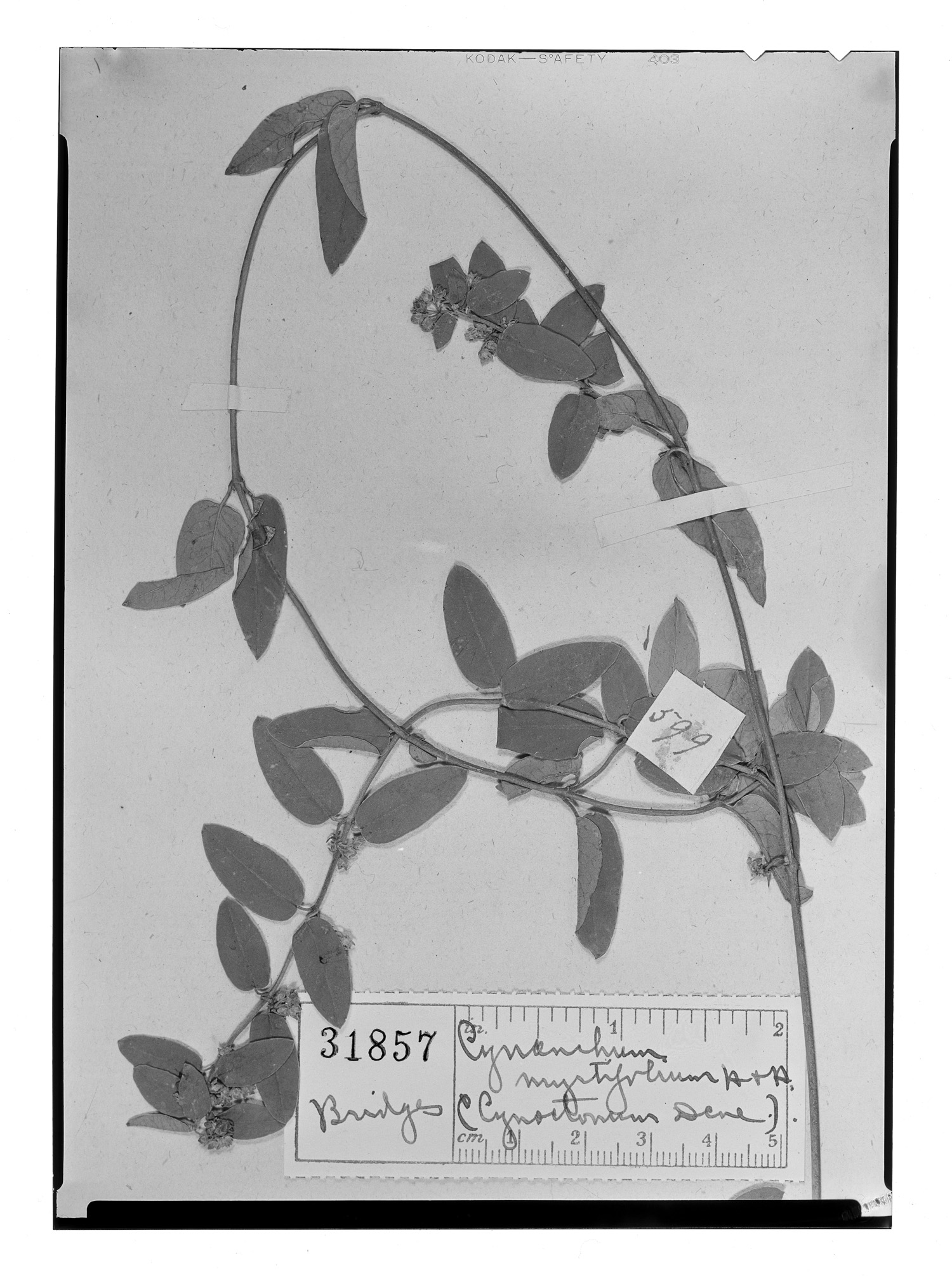 Diplolepis myrtifolia image