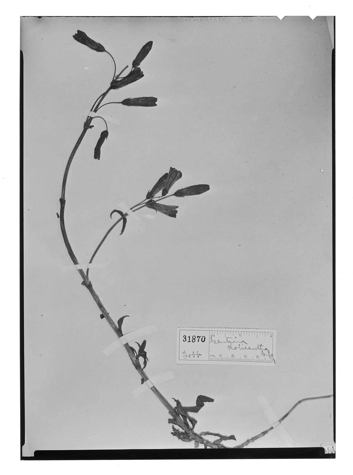 Gentianella punicea image