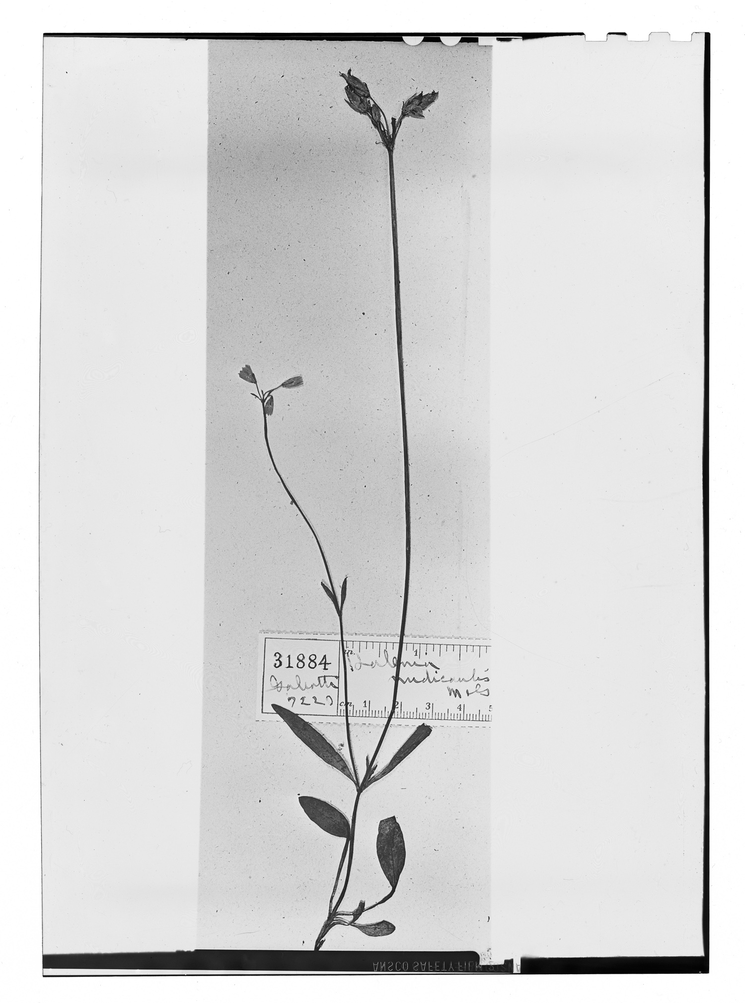 Halenia plantaginea image