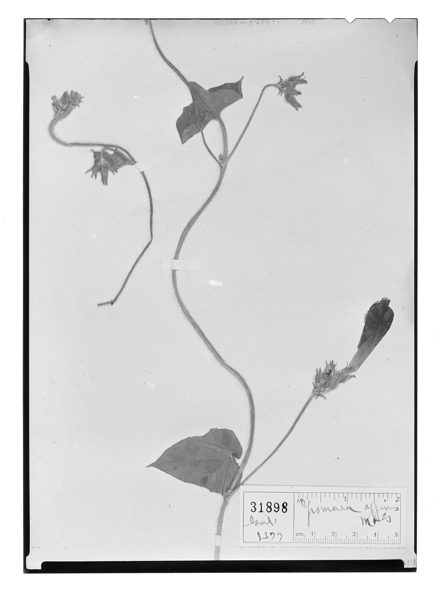 Ipomoea affinis image