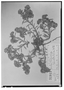 Heliotropium limbatum image