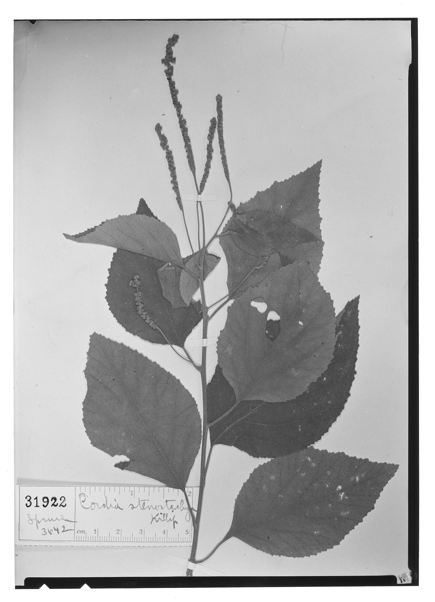Varronia stenostachya image