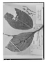 Styrax latifolius image