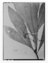 Clavija macrophylla image