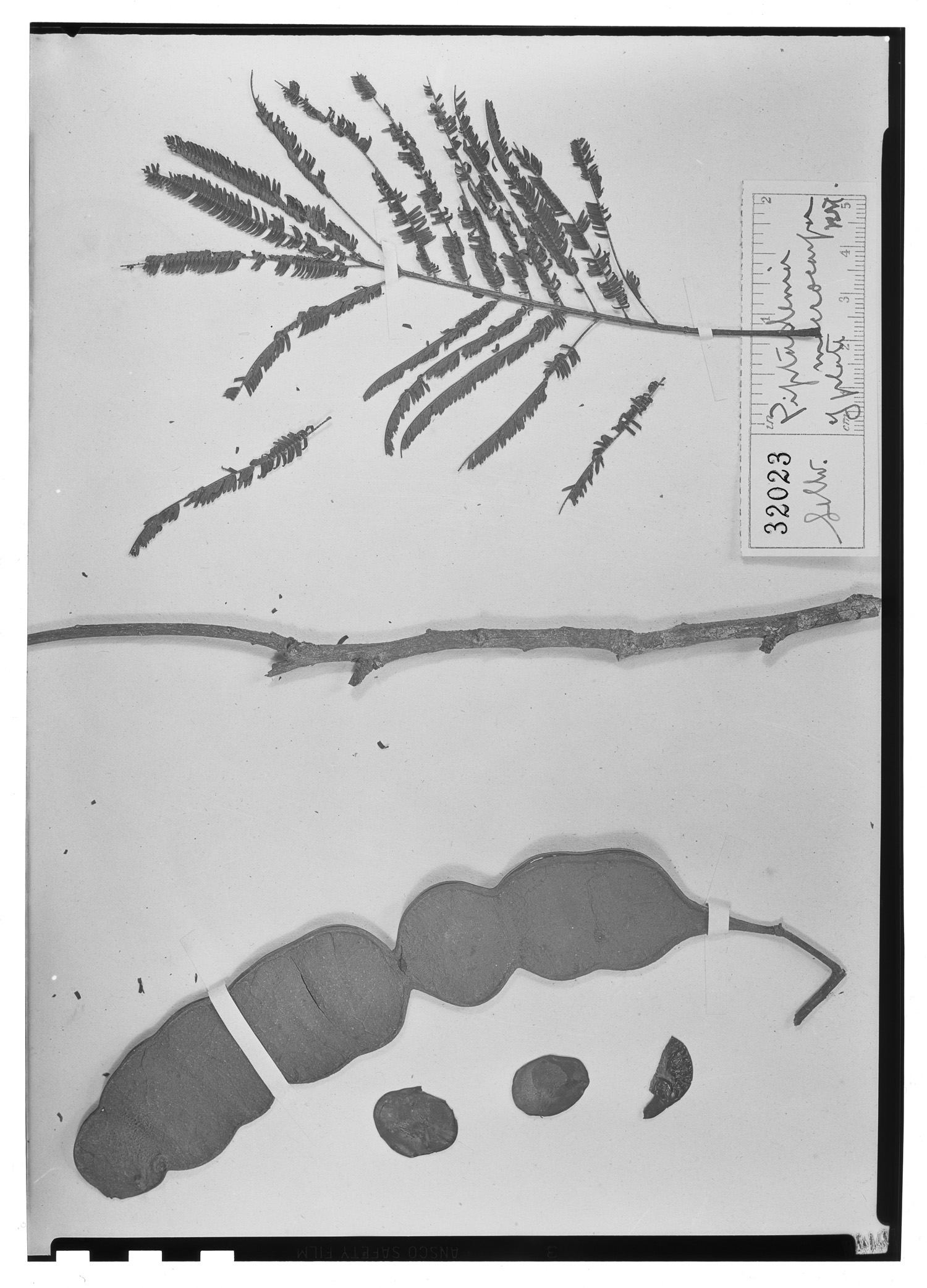 Piptadenia macrocarpa image