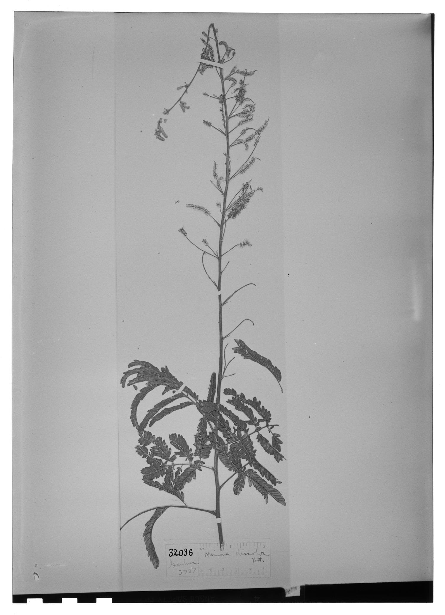 Mimosa dichroa image