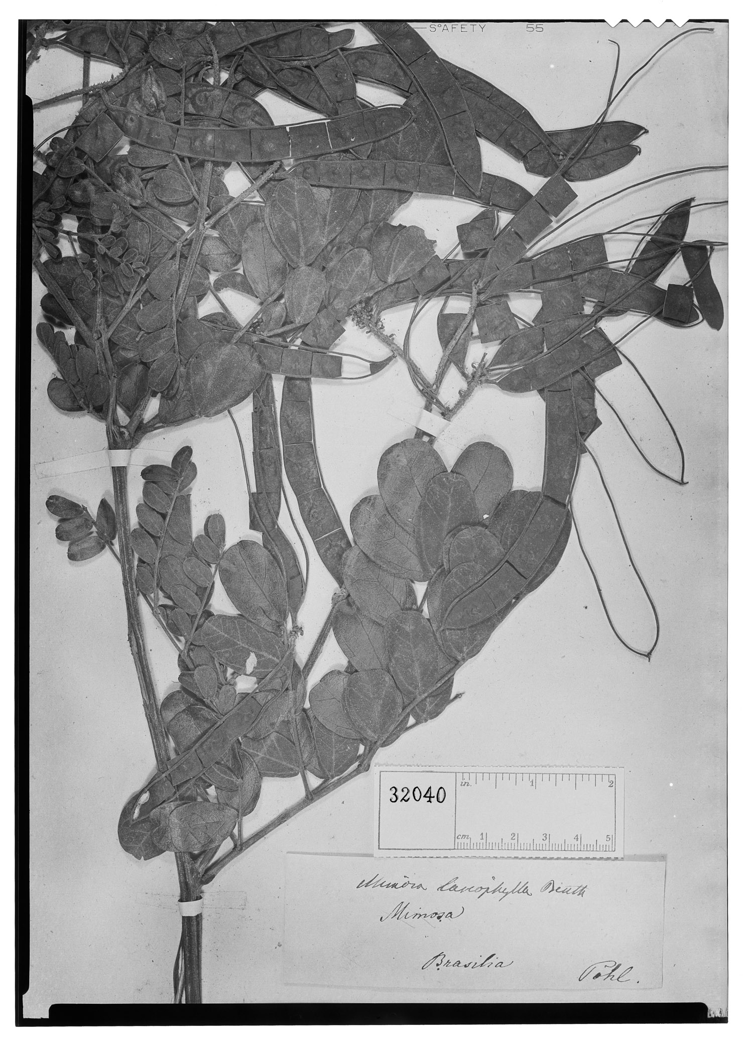 Mimosa lasiophylla image