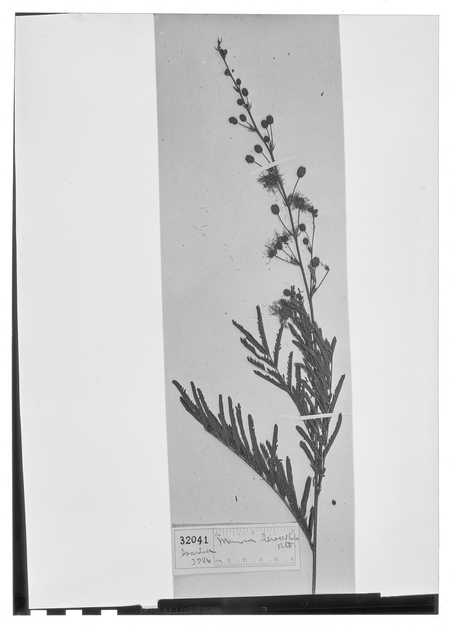 Mimosa leiocephala image
