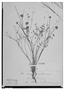 Mimosa paucifolia image