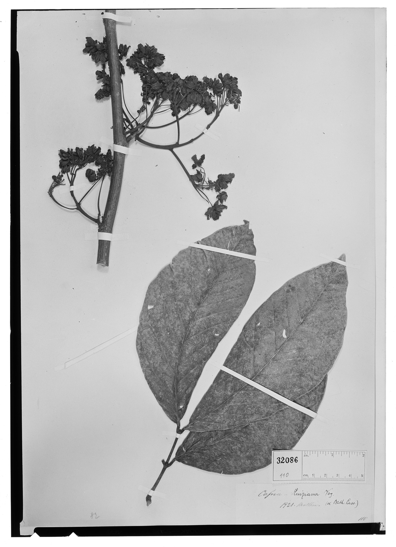 Cassia ruiziana image