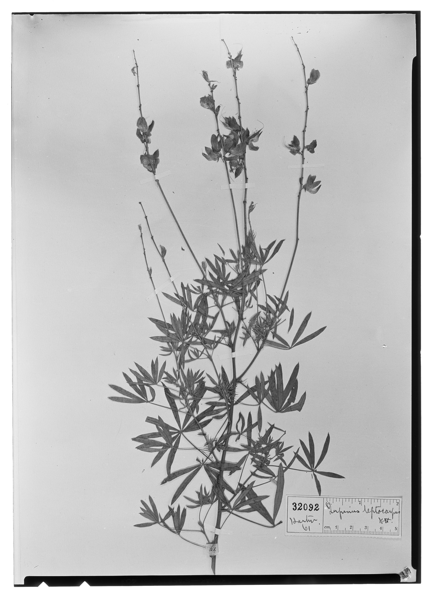 Lupinus leptocarpus image