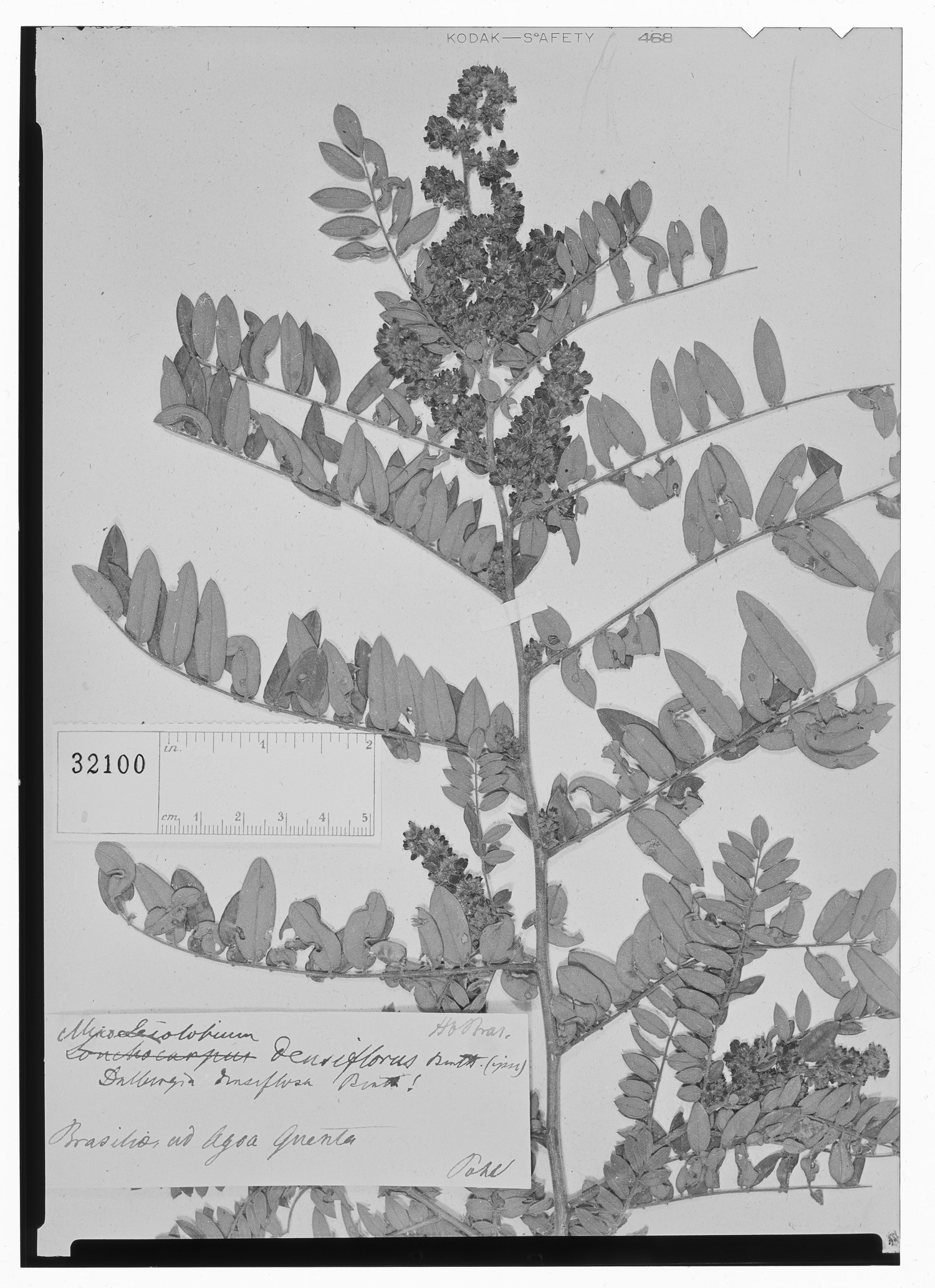 Dalbergia densiflora image