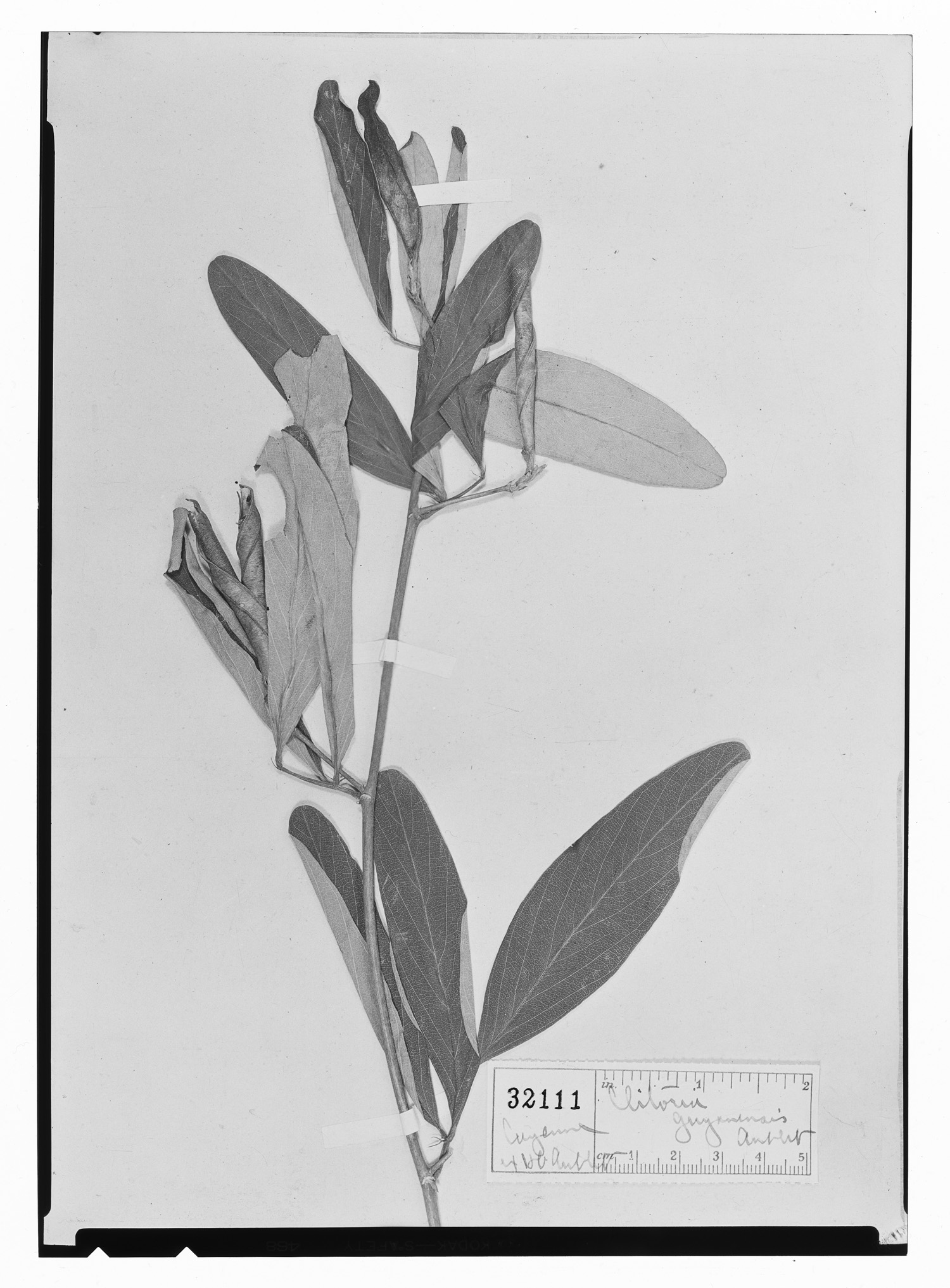 Clitoria guyanensis image