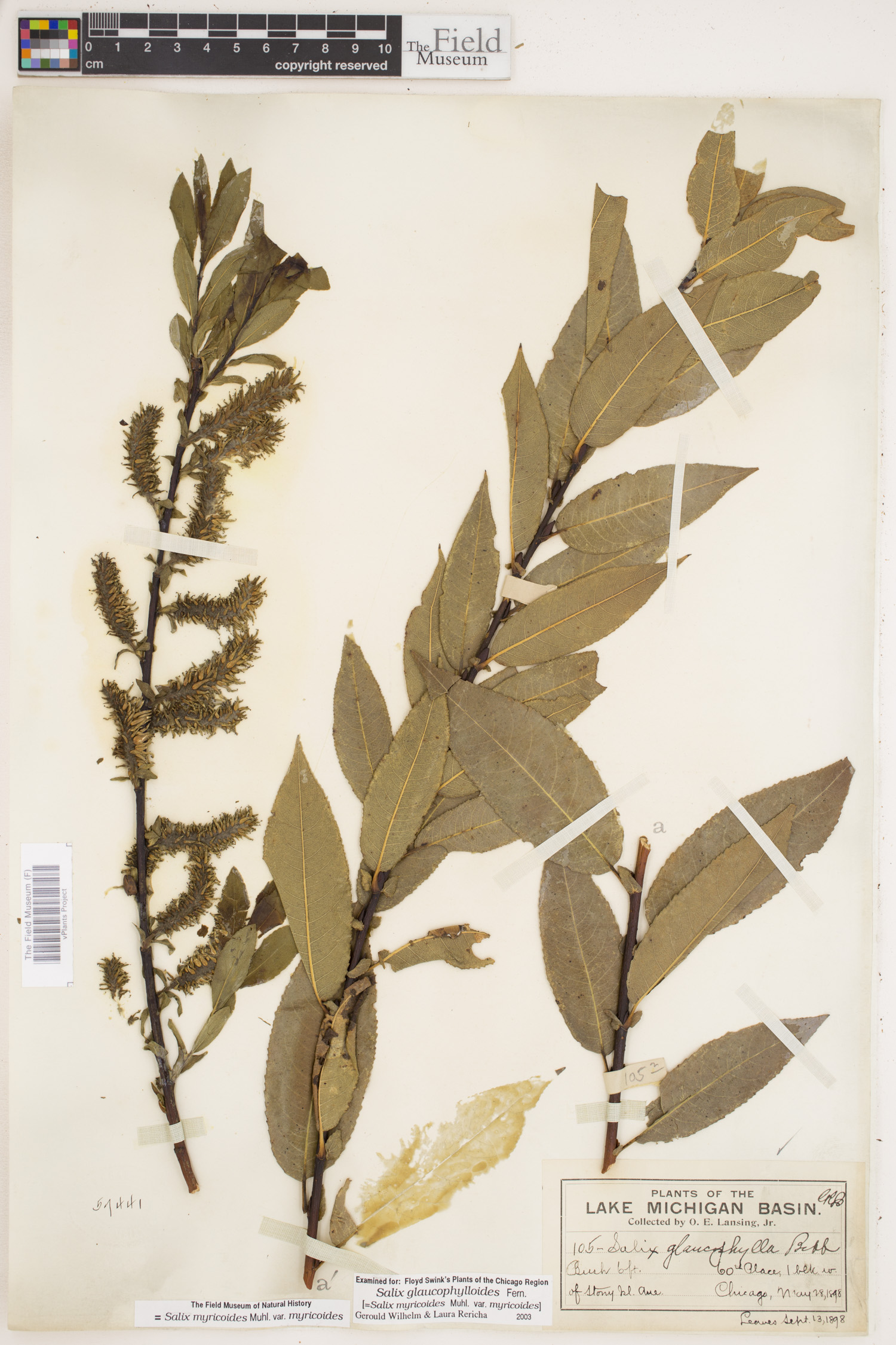 Salix myricoides var. myricoides image