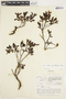 Salix myrtillifolia image