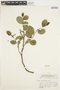 Salix myrtillifolia image