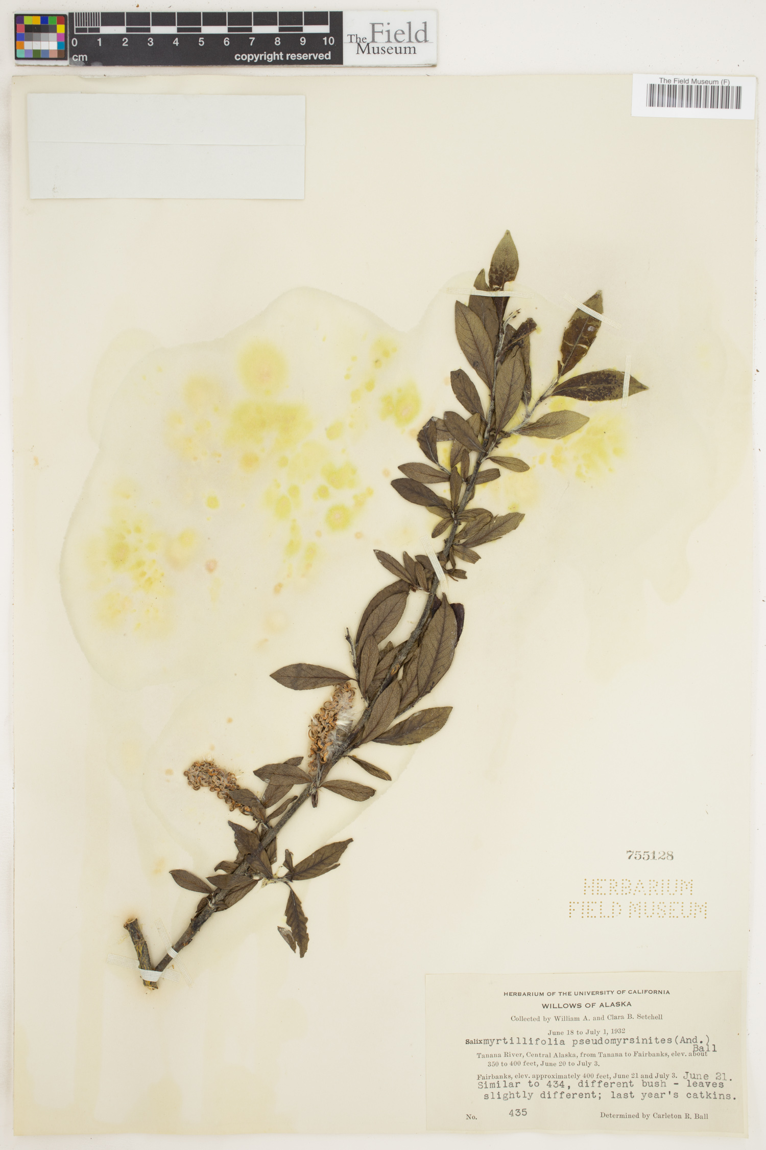 Salix myrtillifolia image