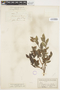 Salix myrtillifolia image