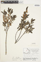 Salix myrtillifolia image
