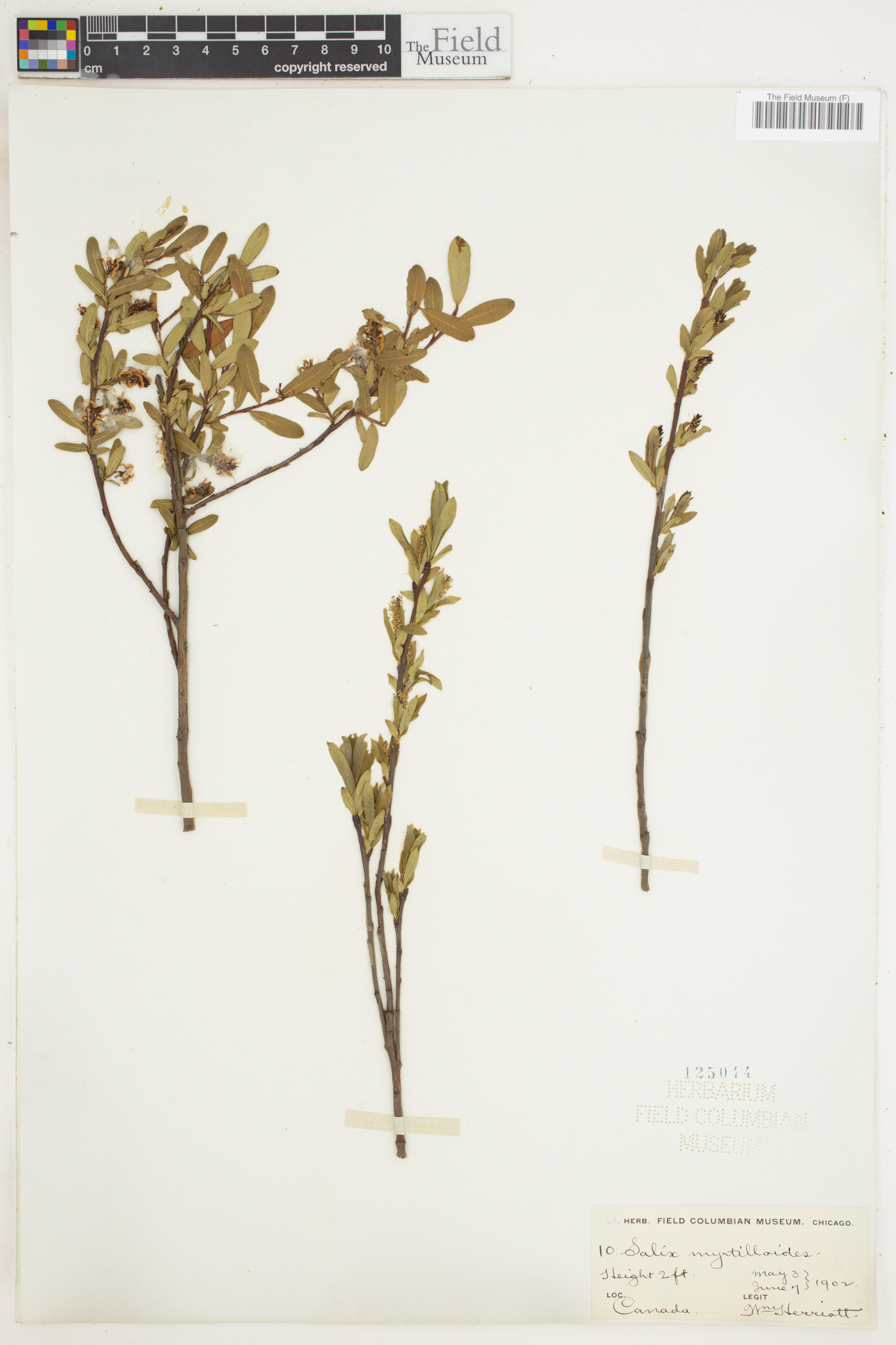 Salix myrtilloides image