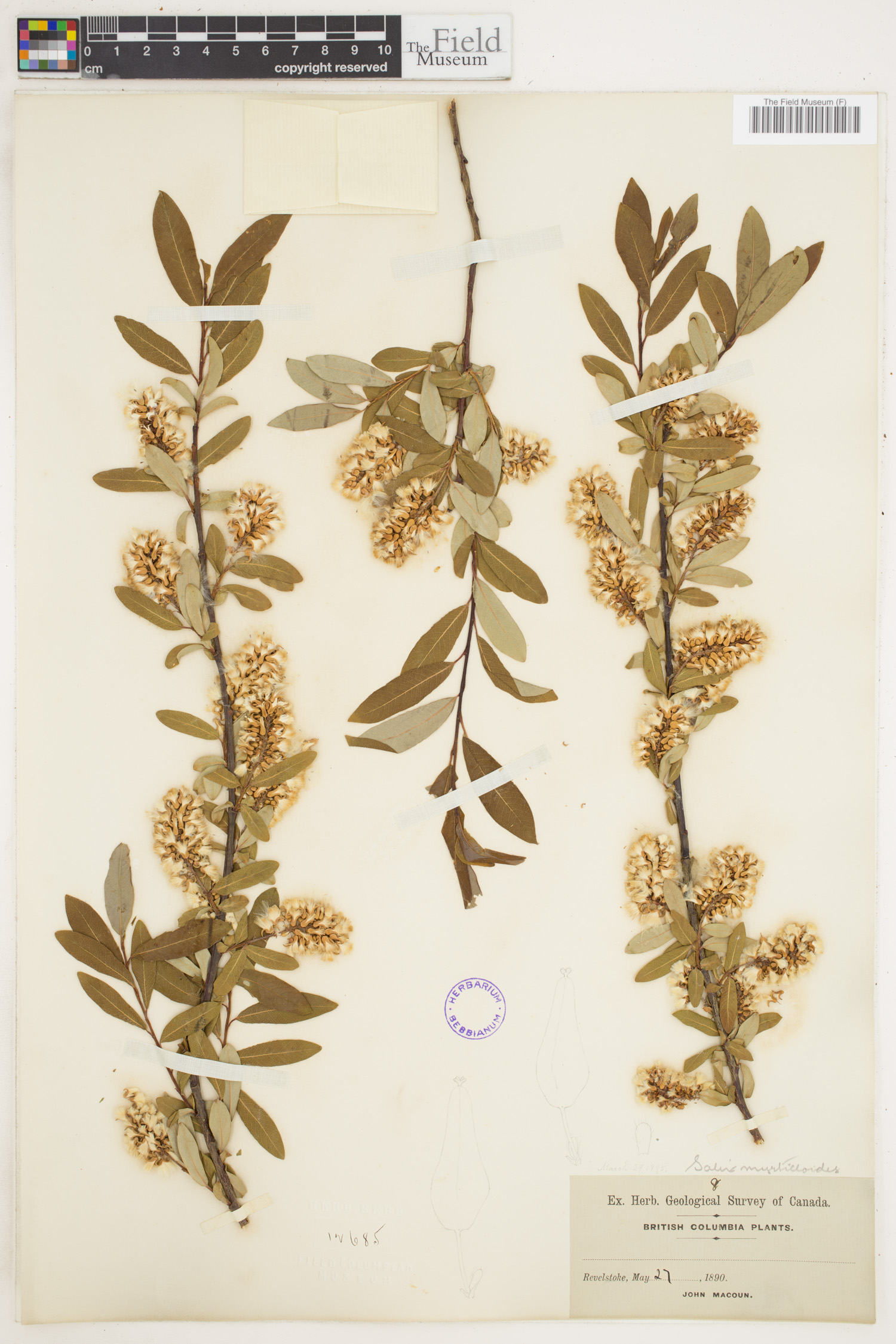Salix myrtilloides image
