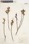 Salix pedicellaris image