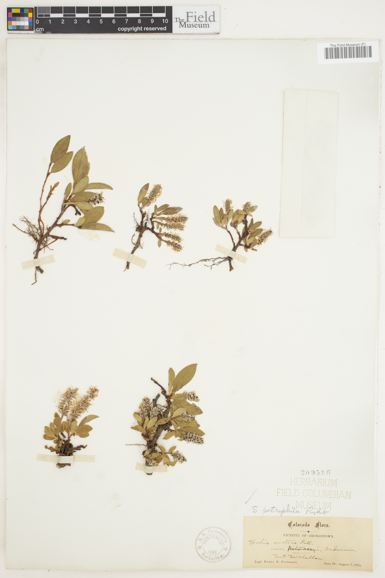 Salix petrophila image