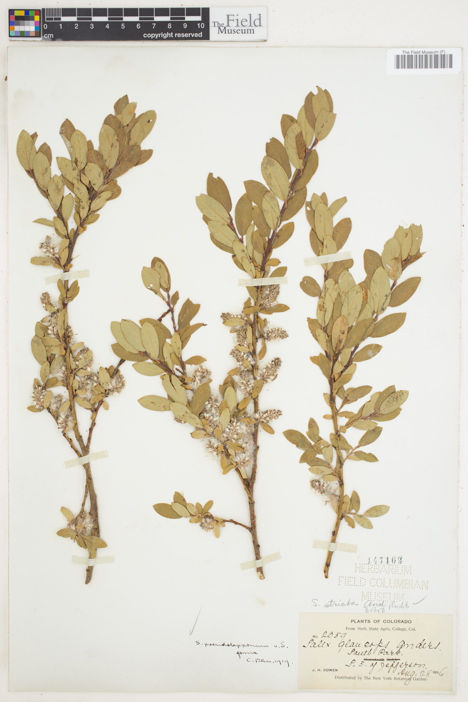 Salix pseudolapponum image