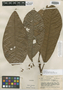 Pouteria platyphylla image
