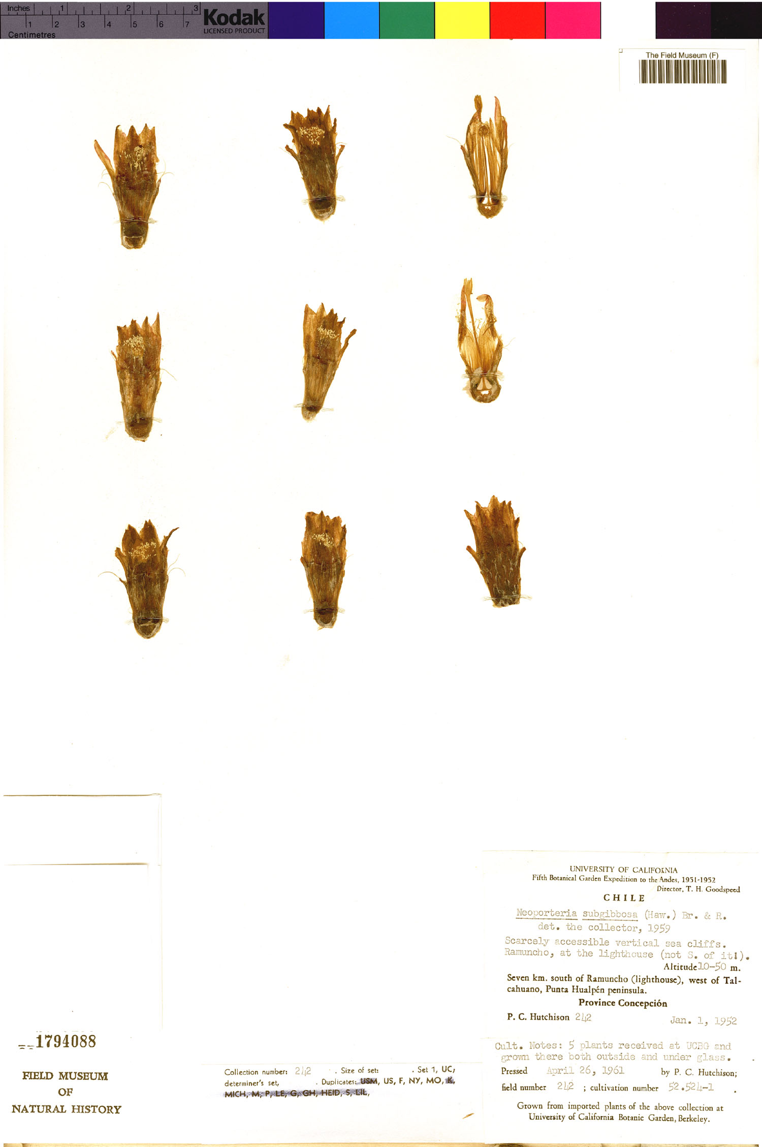 Neoporteria subgibbosa image